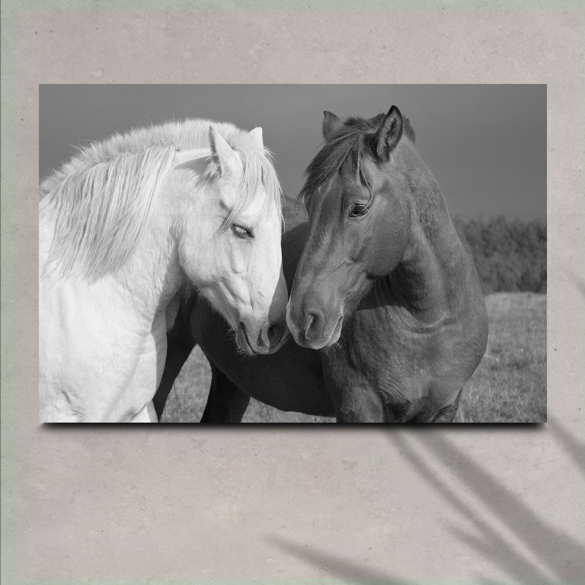 Horse Love Canvas Art: two horses nuzzling heads, white and dark brown Tailored Canvases on Tampa Home & Garden Store