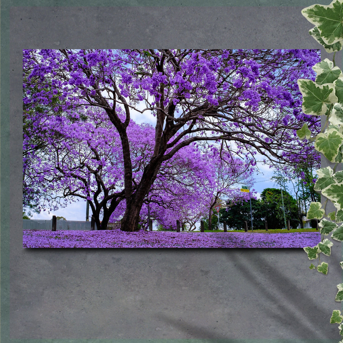 Jacaranda Trees Canvas Wall Art by Tailored Canvases, purple blossoms on a street scene on Tampa Home & Garden Store