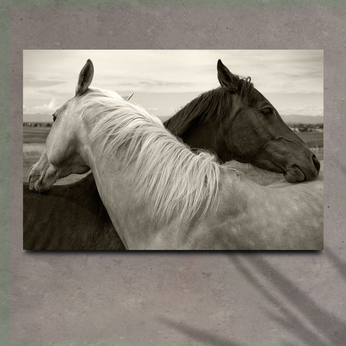 Monochrome couple horse canvas wall art Tailored Canvases crafting canvas on Tampa Home & Garden Store