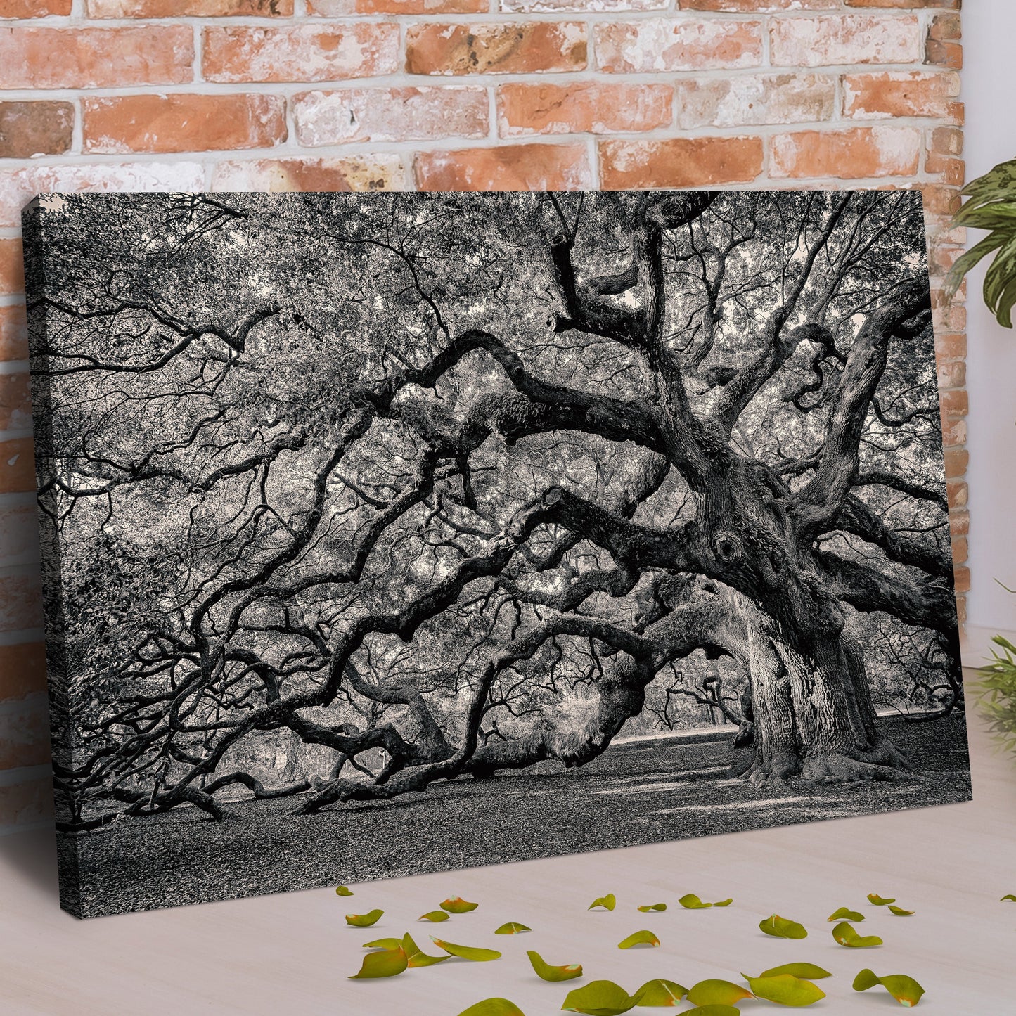 Monochrome Angel Oak Tree Canvas Wall Art by Tailored Canvases, black and white tree design on Tampa Home & Garden Store