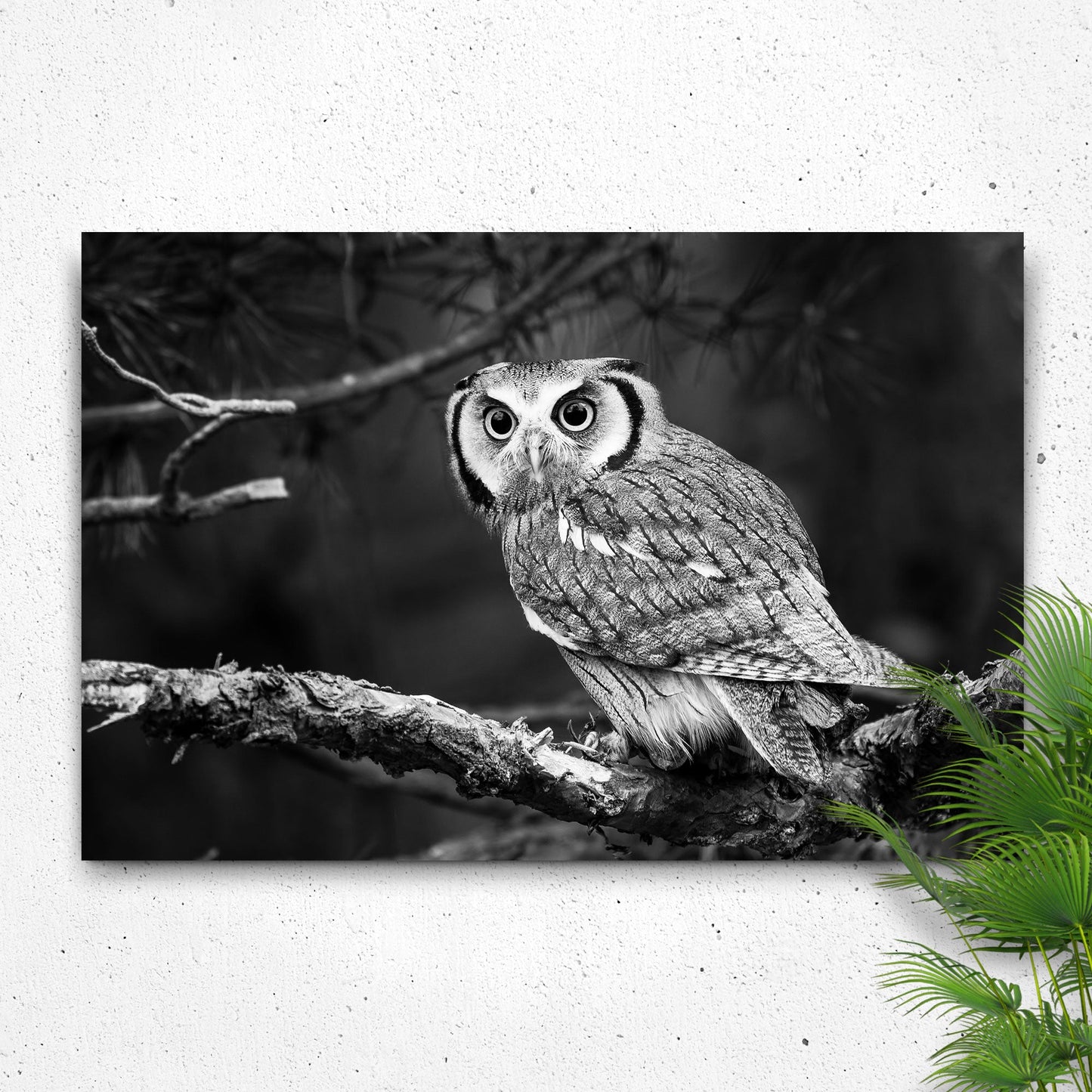 Black and white owl canvas wall art Tailored Canvases, monochrome owl perched on a branch on Tampa Home & Garden Store