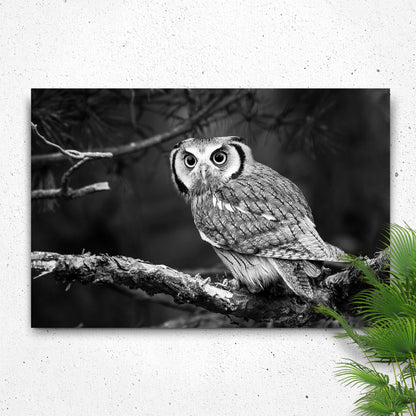 Black and white owl canvas wall art Tailored Canvases, monochrome owl perched on a branch on Tampa Home & Garden Store