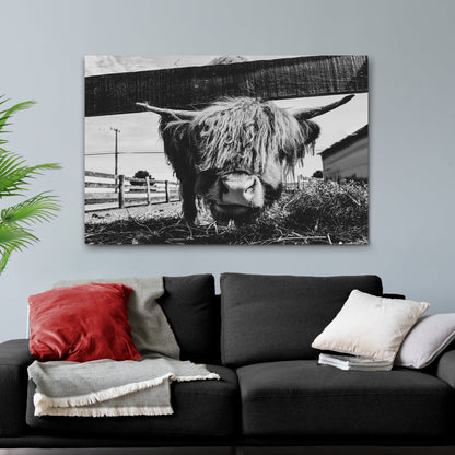Curious Highland Cattle monochrome canvas wall art by Tailored Canvases Crafting Canvas on Tampa Home & Garden Store