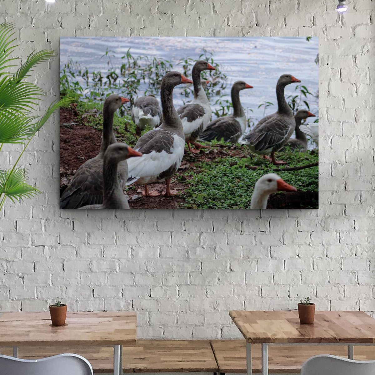 Flock Of Domestic Geese Canvas Wall Art by Tailored Canvases featuring gray geese by a lakeside on Tampa Home & Garden Store