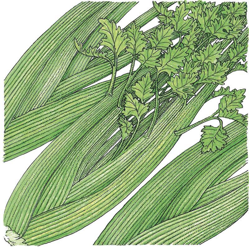 Tall Utah Celery Seeds (Organic) - Tampa Home & Garden Store