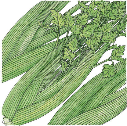 Tall Utah Celery Seeds (Organic) - Tampa Home & Garden Store