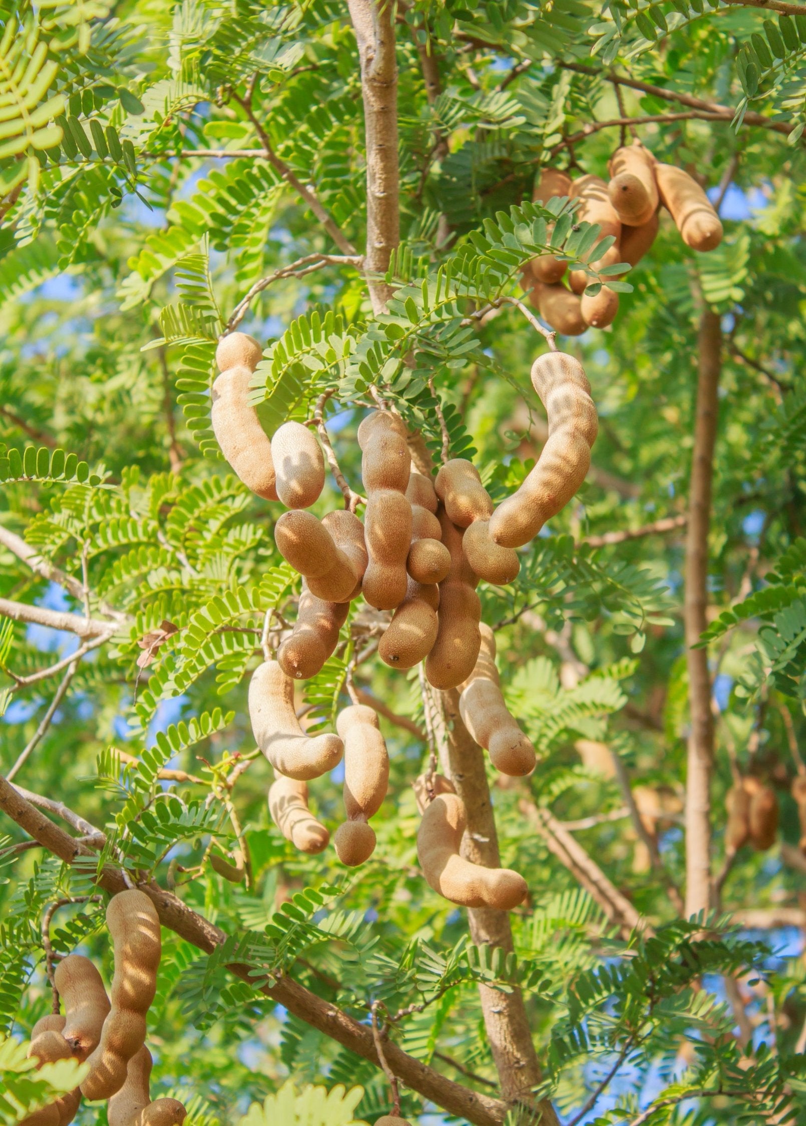 Tamarind, Tart (Tamarindus indica) - Tampa Home & Garden Store