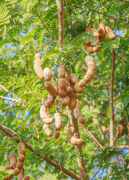 Tamarind, Tart (Tamarindus indica) - Tampa Home & Garden Store