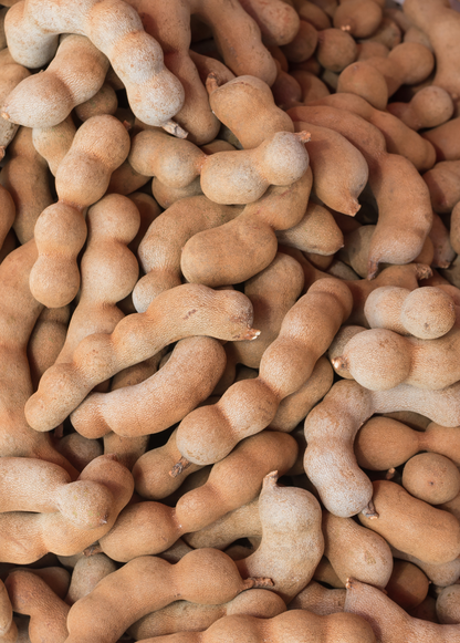 Tamarind, Tart (Tamarindus indica) - Tampa Home & Garden Store