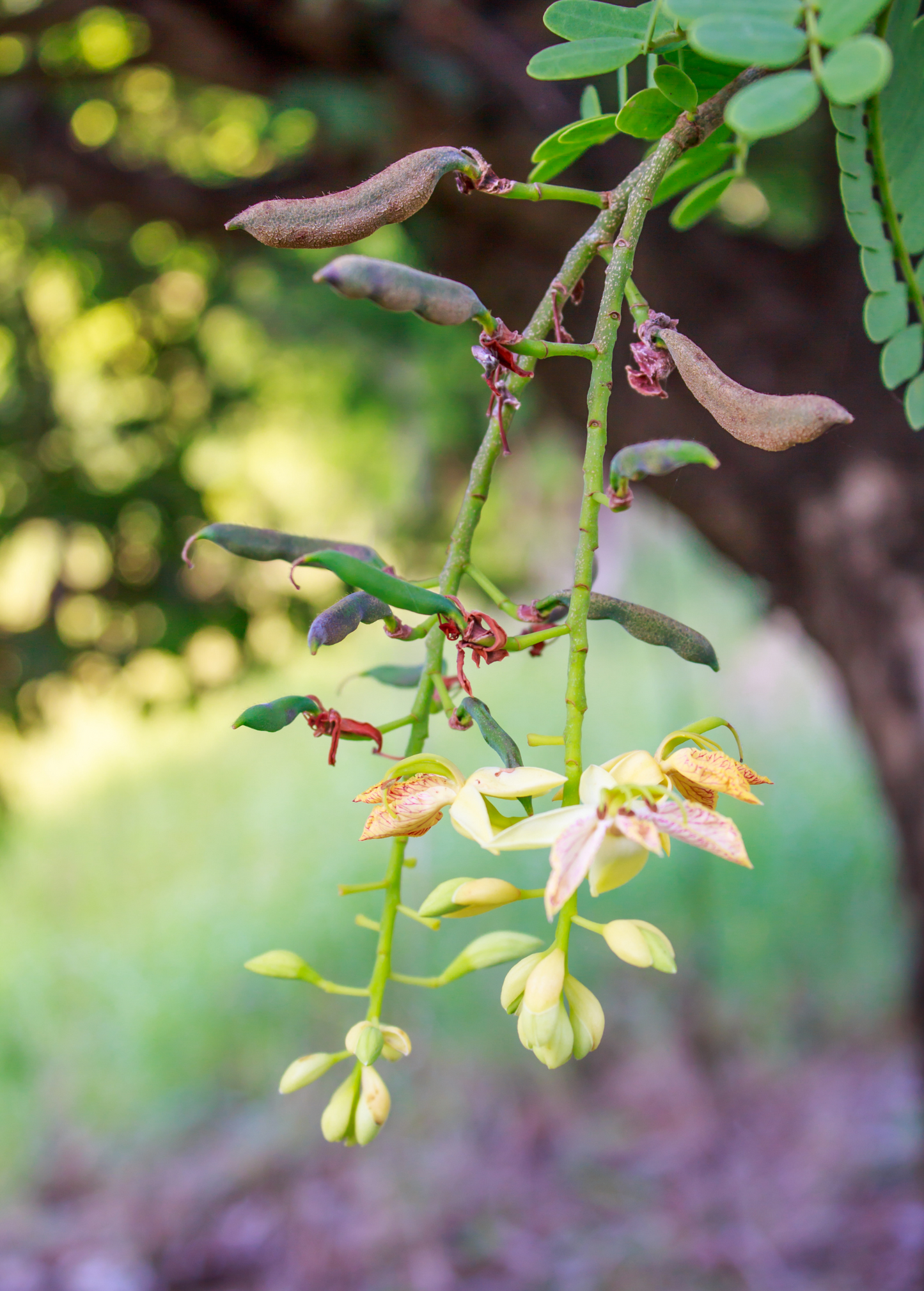 Tamarind, Tart (Tamarindus indica) - Tampa Home & Garden Store