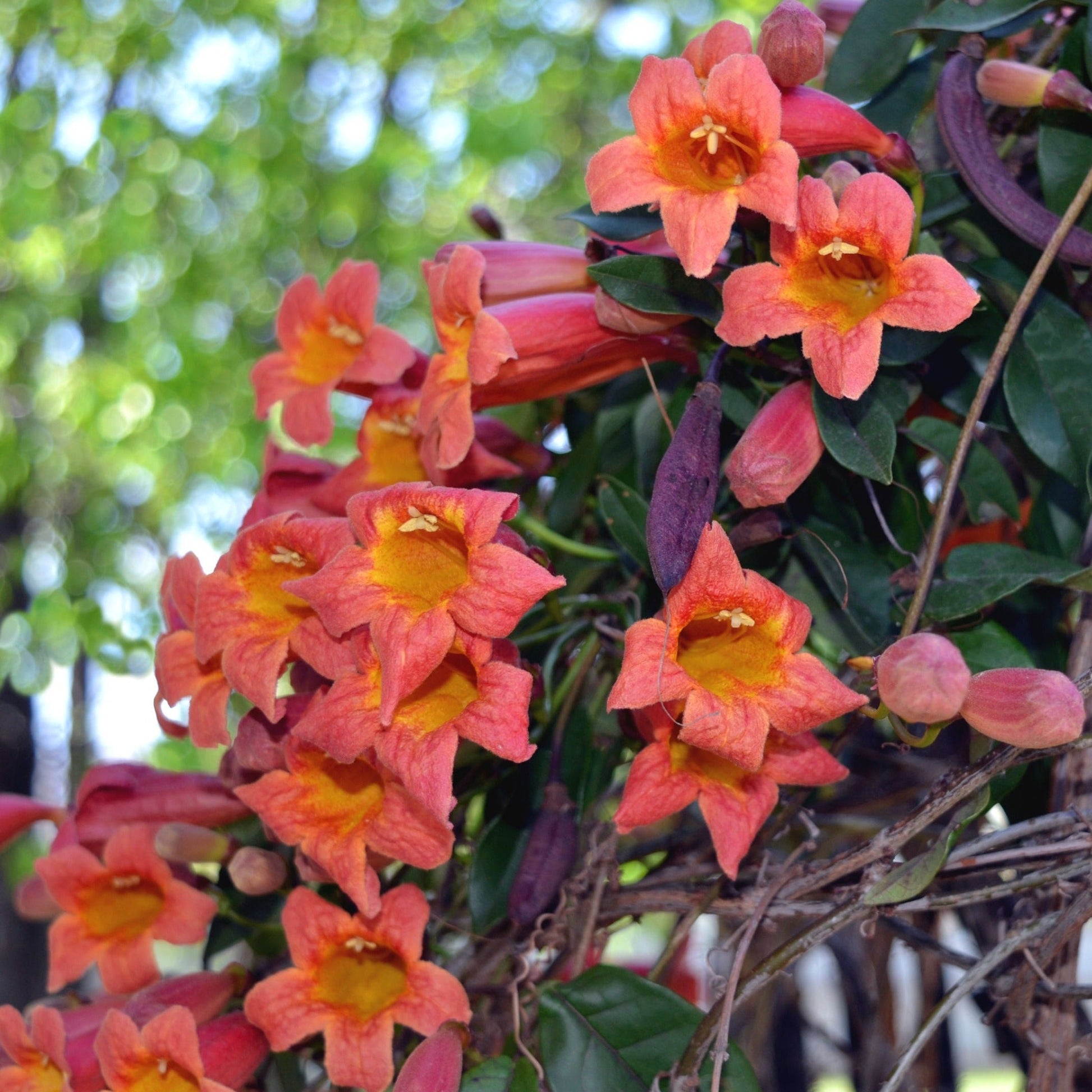 Tangerine Beauty Crossvine plant with bright orange tubular blooms and glossy green leaves on Tampa Home & Garden Store