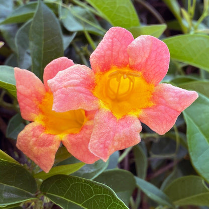 Tangerine Beauty Crossvine plant with coral-pink petals and yellow center among glossy green leaves on Tampa Home & Garden Store