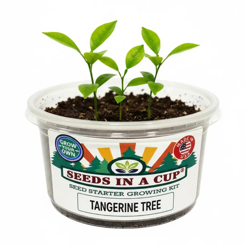 Tangerine Tree Grow Kit - Tampa Home & Garden Store