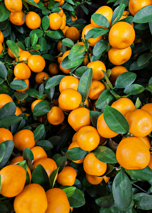 Tango Mandarin Tree (Citrus reticulata Blanco)