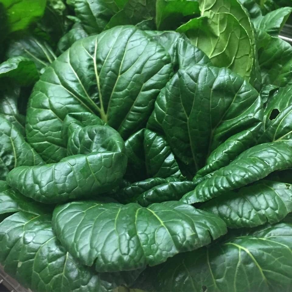 Tatsoi Mustard - 500 Seeds - Heirloom Non GMO Garden Vegetable Bulk - Tampa Home & Garden Store