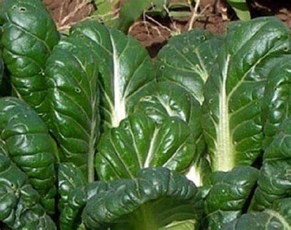 Tatsoi Mustard - 500 Seeds - Heirloom Non GMO Garden Vegetable Bulk - Tampa Home & Garden Store