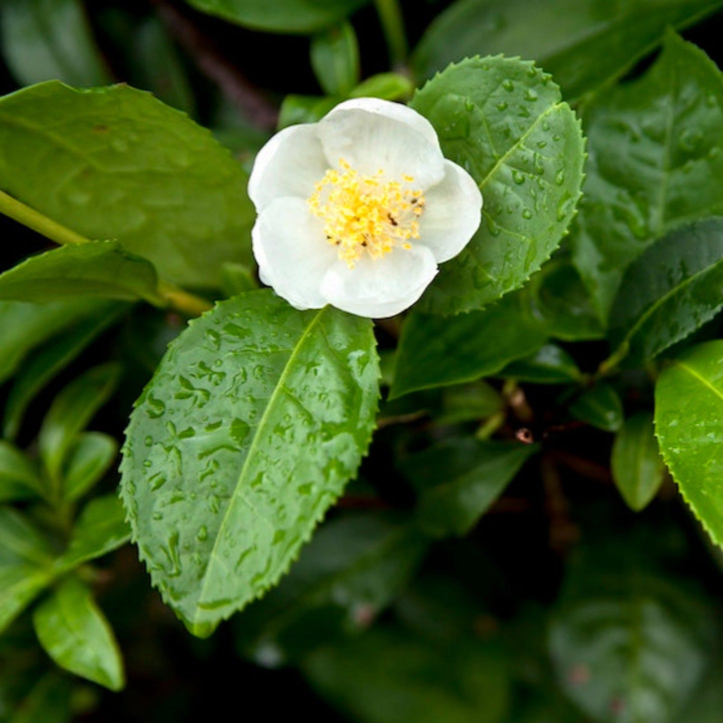 Tea plant Camellia sinensis with white bloom and glossy serrated leaves on Tampa Home & Garden Store