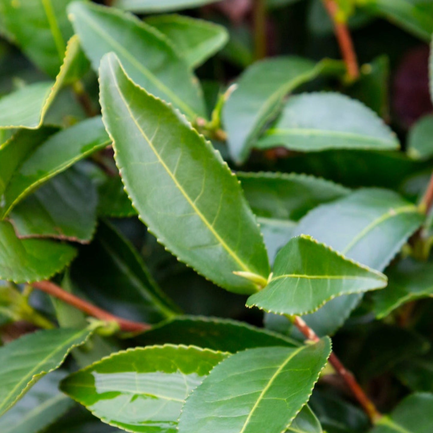 Tea plant Camellia sinensis leaves with serrated edges, green by Live Good Logistics on Tampa Home & Garden Store