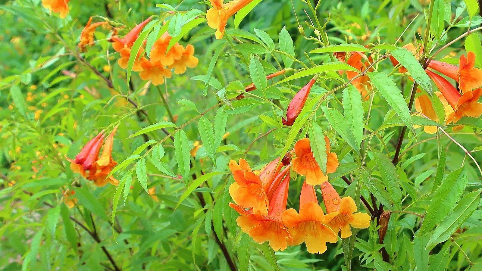 Tecoma X Orange Jubilee 'Tecoma Alata' Seeds - Flaming Bells, Orange Trumpet, Esperanza - Tampa Home & Garden Store
