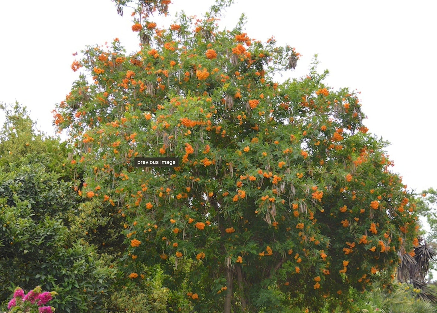 Tecoma X Orange Jubilee 'Tecoma Alata' Seeds - Flaming Bells, Orange Trumpet, Esperanza - Tampa Home & Garden Store