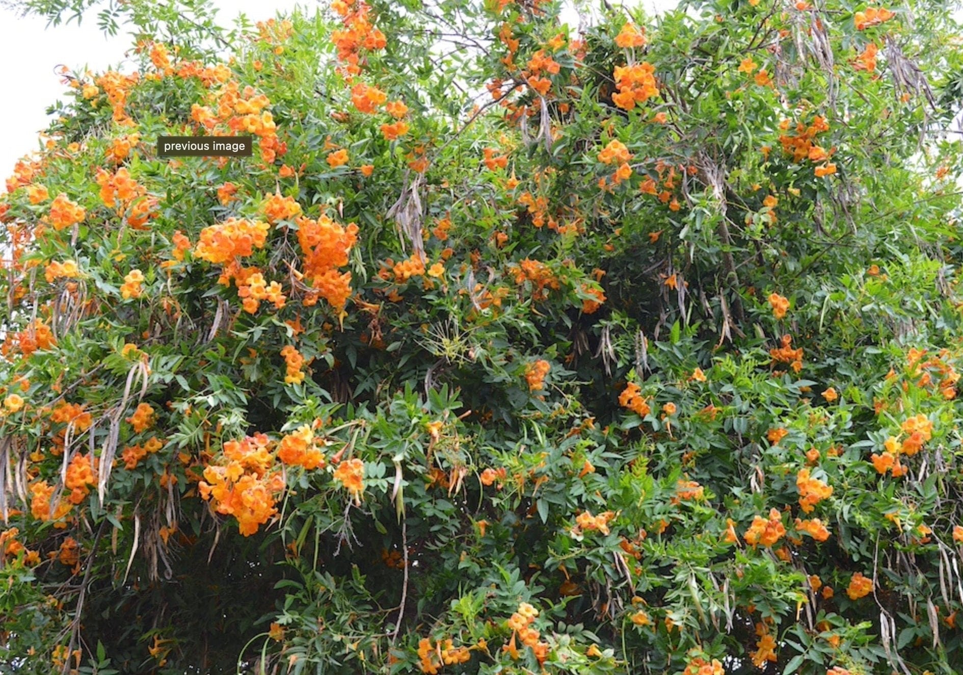 Tecoma X Orange Jubilee 'Tecoma Alata' Seeds - Flaming Bells, Orange Trumpet, Esperanza - Tampa Home & Garden Store