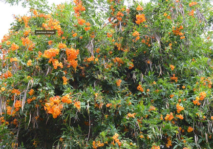 Tecoma X Orange Jubilee 'Tecoma Alata' Seeds - Flaming Bells, Orange Trumpet, Esperanza - Tampa Home & Garden Store