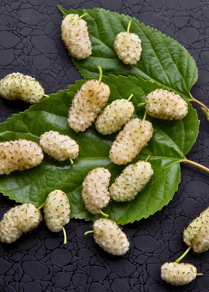 Mulberry Tree 'Tehama' White (Morus alba)