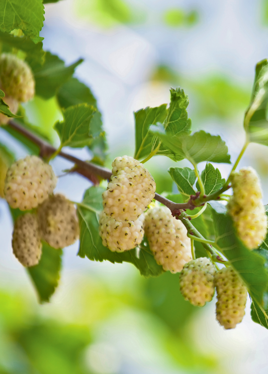 Mulberry Tree 'Tehama' White (Morus alba)