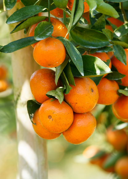Temple Orange Tree (Citrus reticulate) - Tampa Home & Garden Store