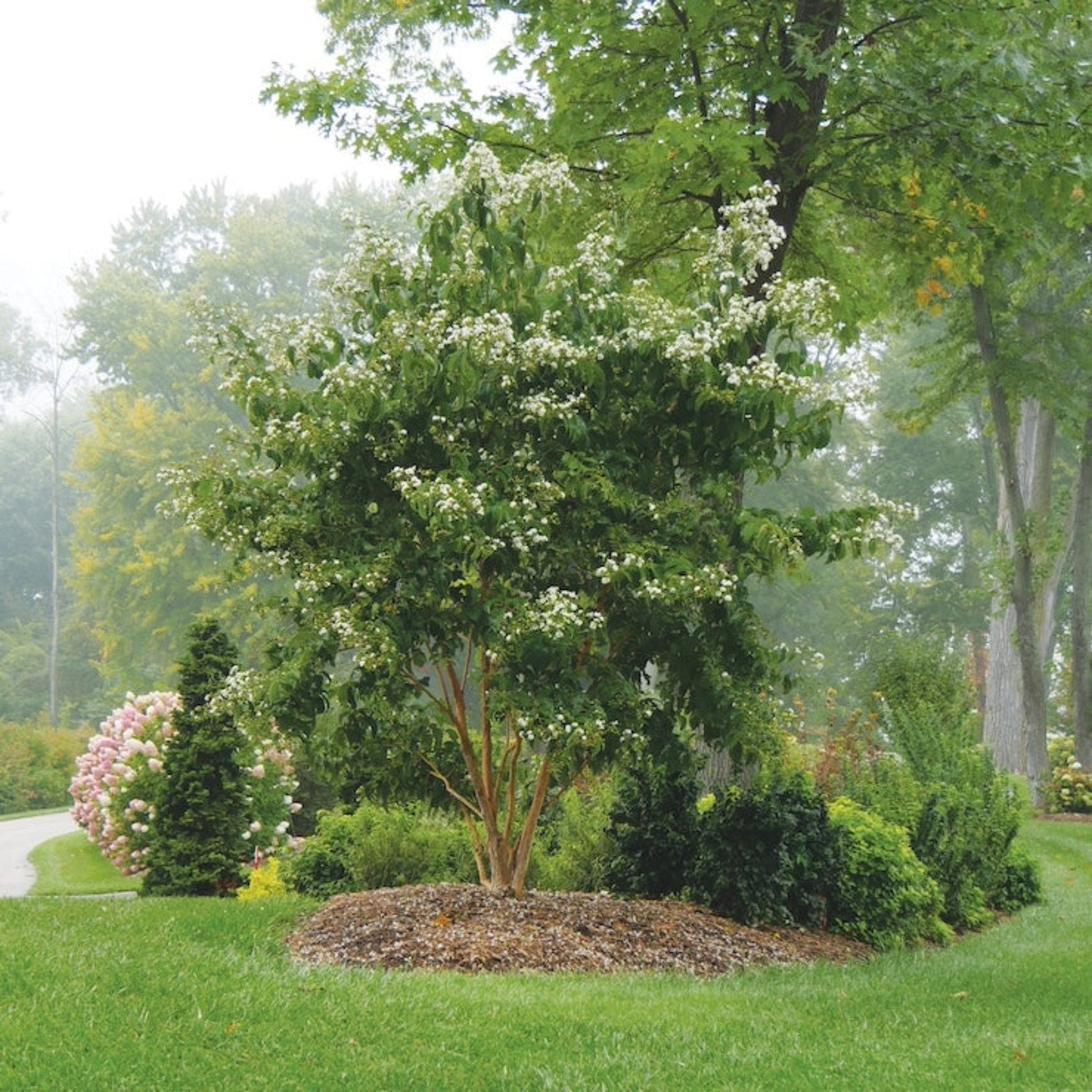 Temple of Bloom Seven-Son Flower shrub with white blossoms, multi-stem landscape plant on Tampa Home & Garden Store
