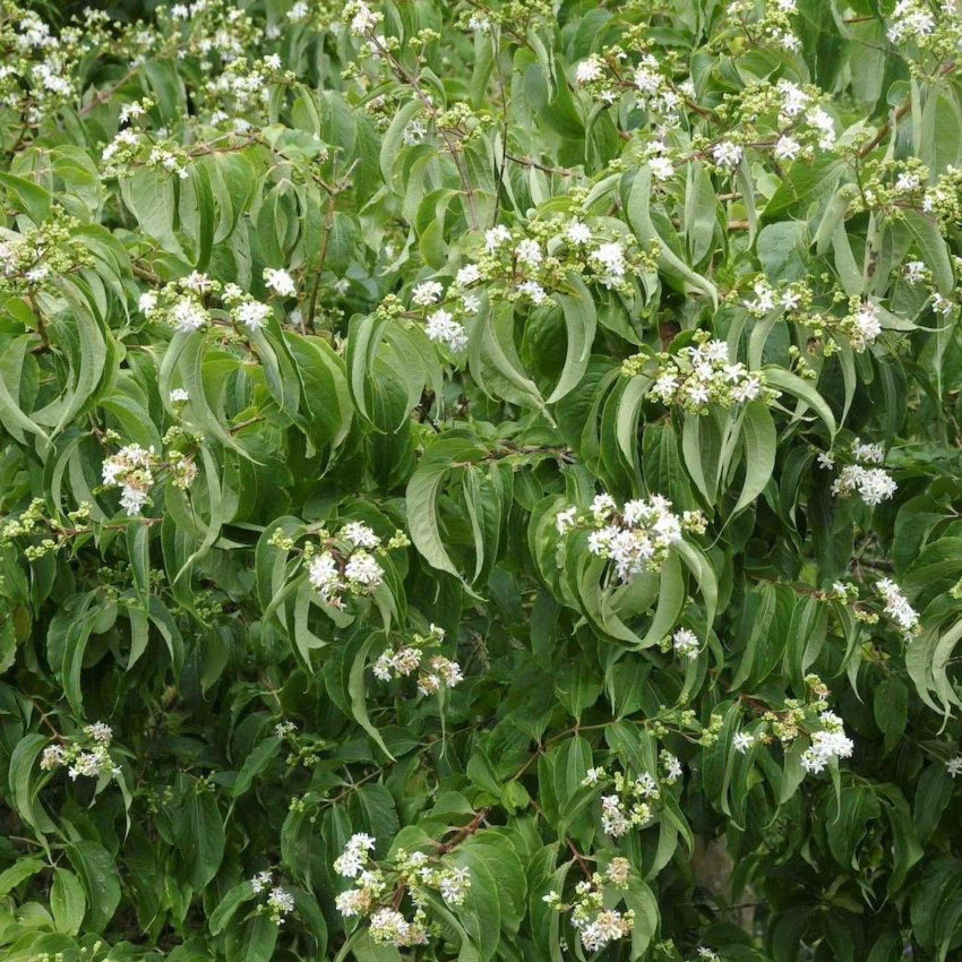 Temple of Bloom Seven-Son Flower shrub with leaves and white bloom clusters Live Good Logistics on Tampa Home & Garden Store