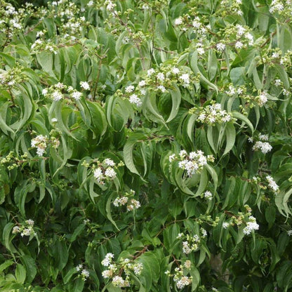 Temple of Bloom Seven-Son Flower shrub with leaves and white bloom clusters Live Good Logistics on Tampa Home & Garden Store
