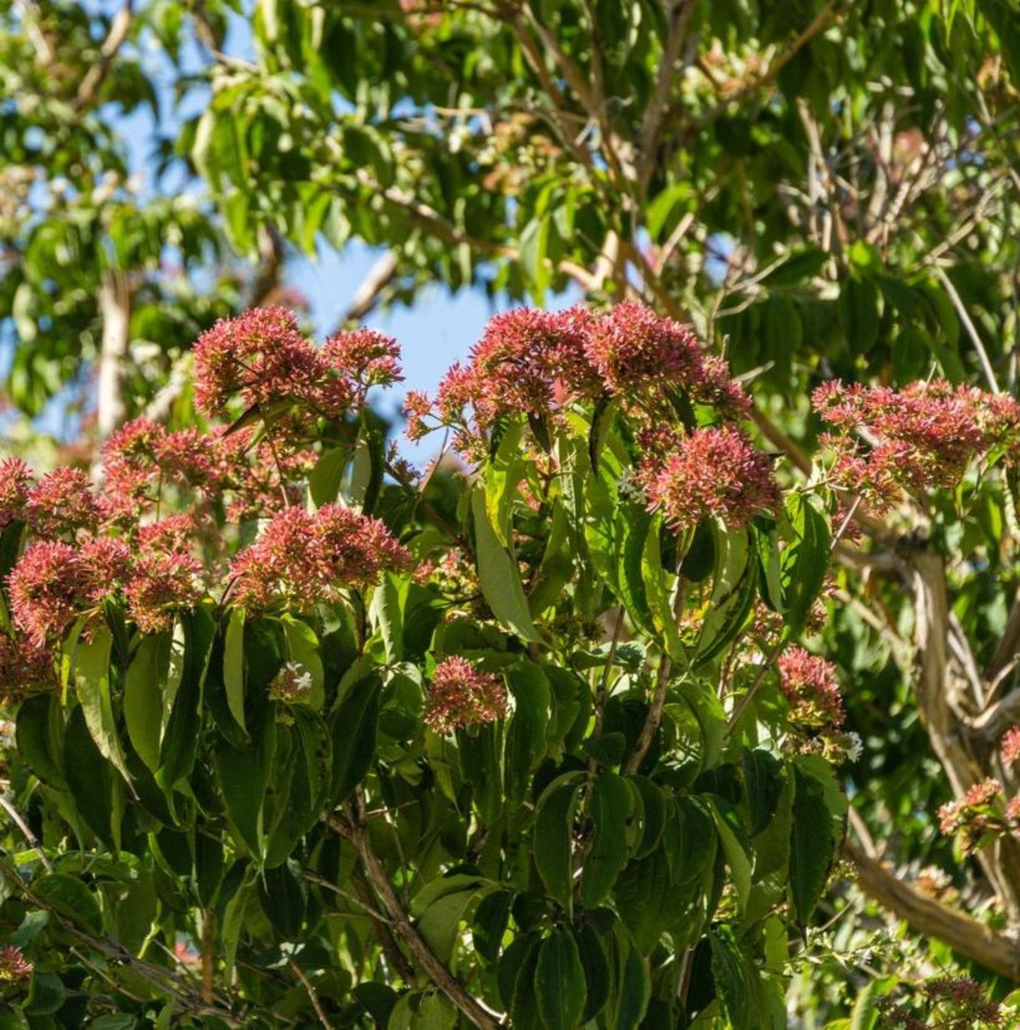 Temple of Bloom Seven-Son Flower plant with pink flower clusters and glossy green leaves on Tampa Home & Garden Store