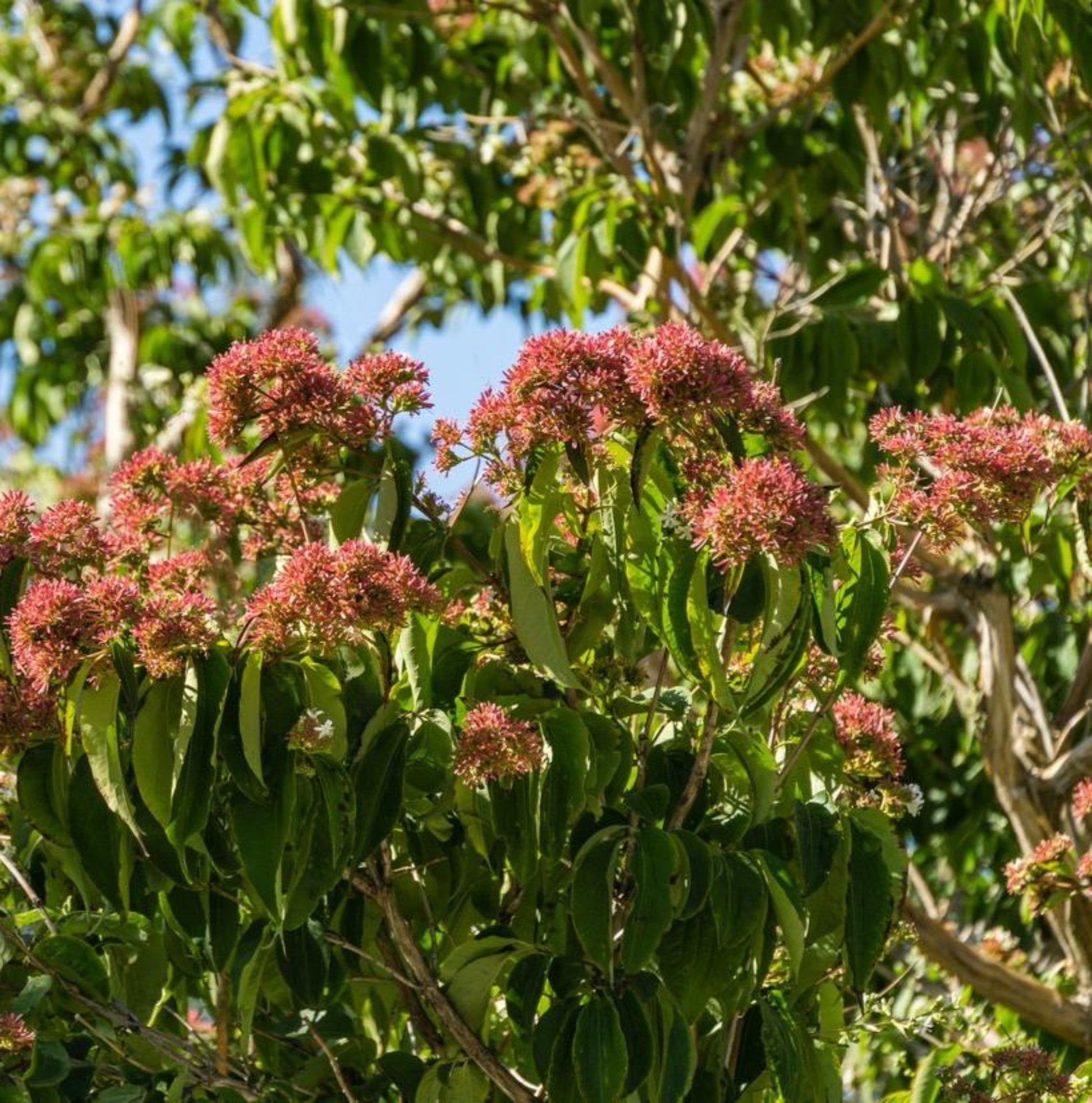 Temple of Bloom Seven-Son Flower plant with pink flower clusters and glossy green leaves on Tampa Home & Garden Store