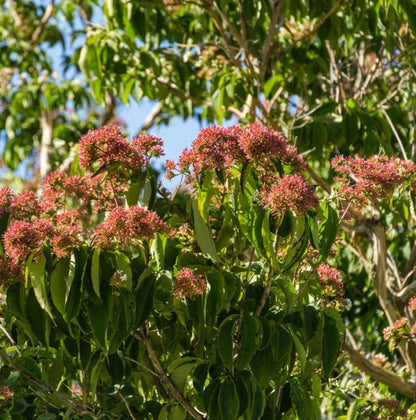 Temple of Bloom Seven-Son Flower plant with pink flower clusters and glossy green leaves on Tampa Home & Garden Store