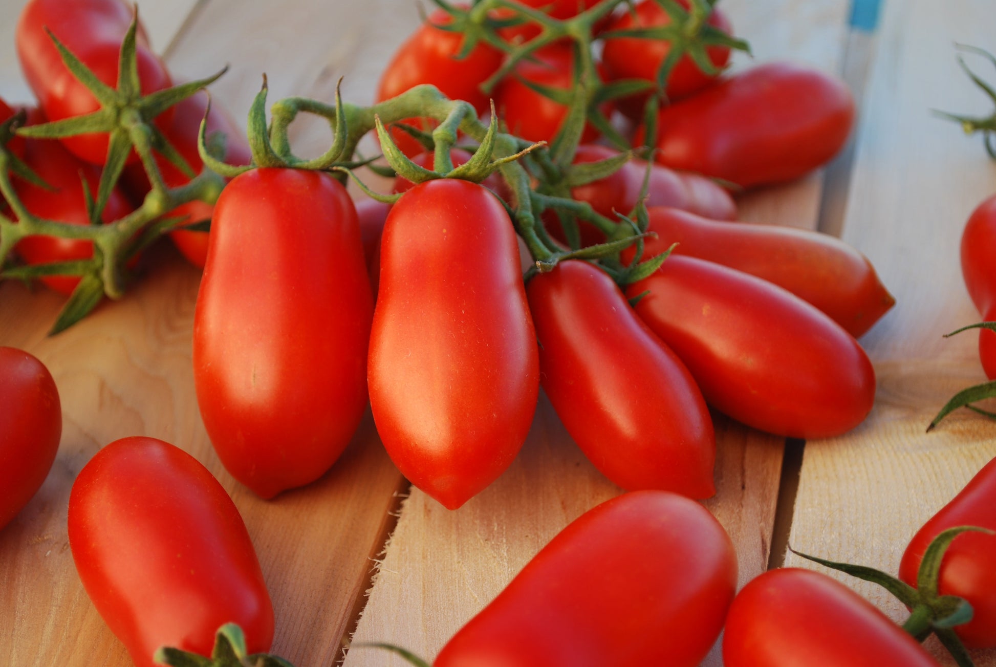 Ten Fingers of Naples Tomato ripe red plum tomatoes on vine against wooden background on Tampa Home & Garden Store