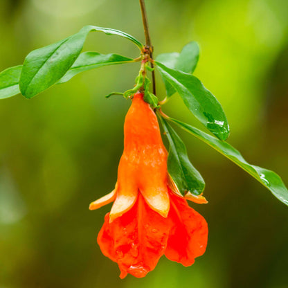 Texas Pink Pomegranate Tree plant with orange bloom and green leaves on Tampa Home & Garden Store