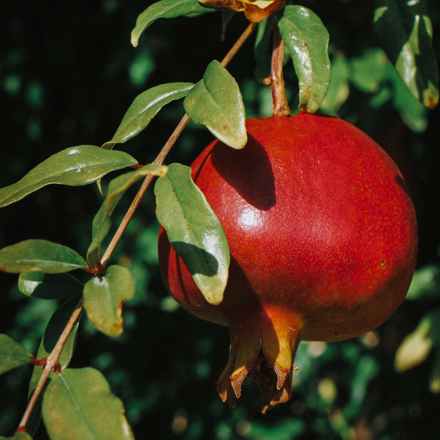 Texas Pink Pomegranate Tree plant with bright red fruit and glossy green leaves on Tampa Home & Garden Store