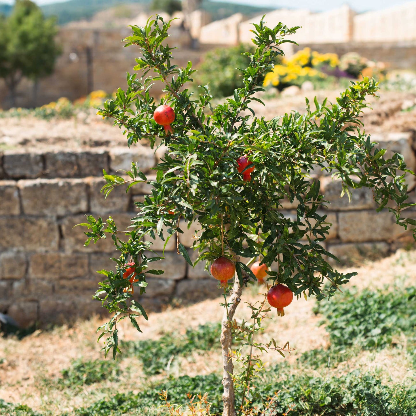 Texas Pink Pomegranate Tree plant by Live Good Logistics with red fruit on green leaves on Tampa Home & Garden Store