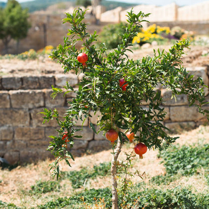 Texas Pink Pomegranate Tree plant by Live Good Logistics with red fruit on green leaves on Tampa Home & Garden Store