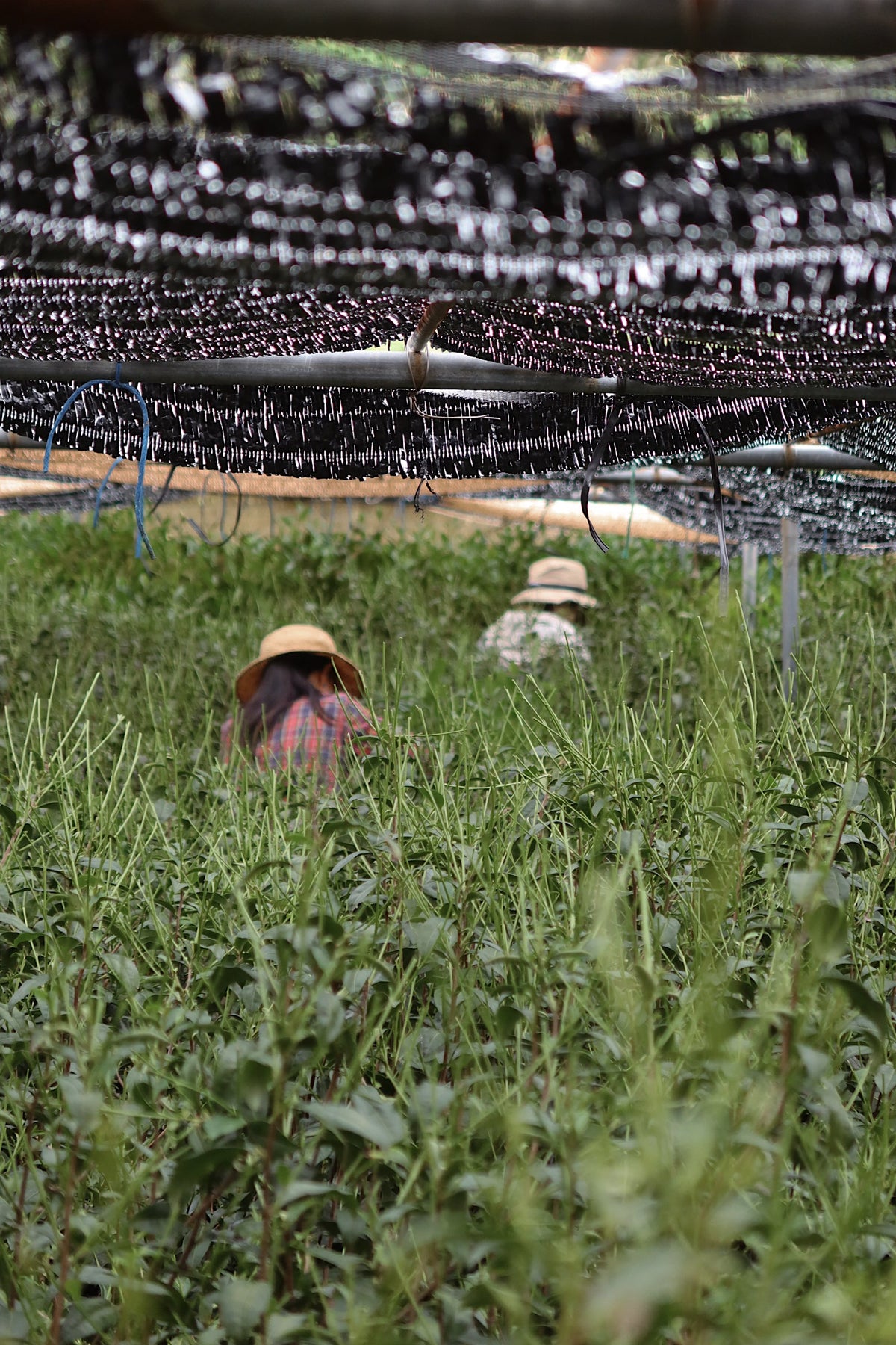Samidori single cultivar premium matcha powder field under shade nets with workers on Tampa Home & Garden Store