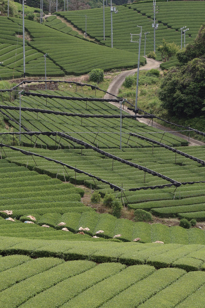 Samidori Single Cultivar Matcha field view, green tea plantation with terraced rows isshiki on Tampa Home & Garden Store