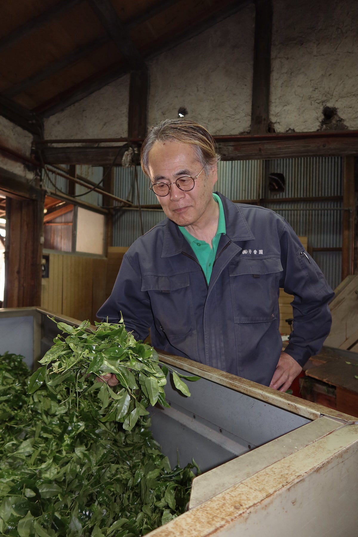 Samidori single cultivar matcha leaves processed by a worker in a rustic facility; isshiki matcha branding on Tampa Home & Garden Store