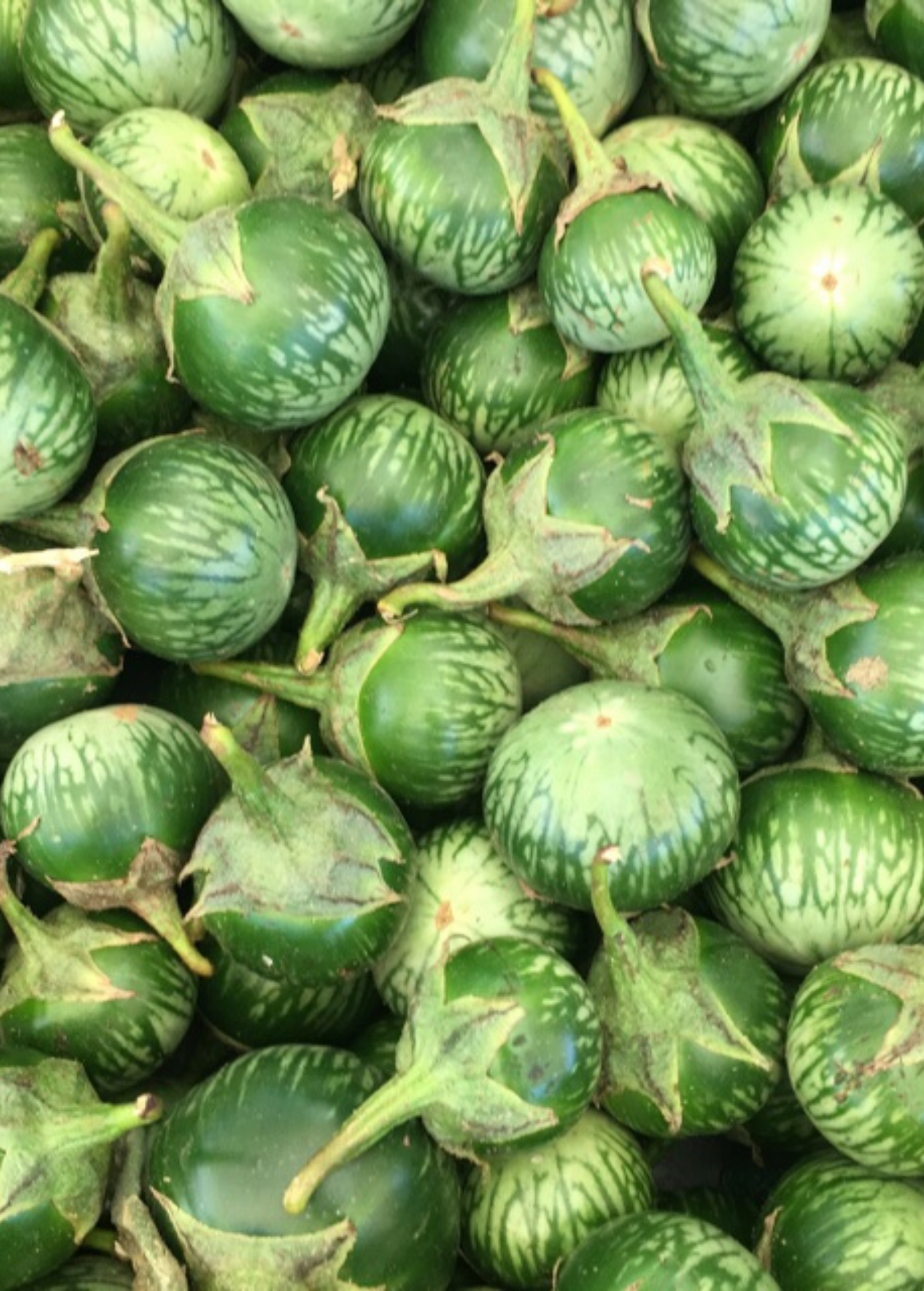 Berenjena tailandesa (Solanum melongena)