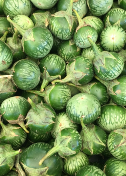 Berenjena tailandesa (Solanum melongena)