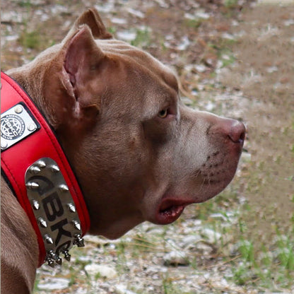 The ABKC Collar - Tampa Home & Garden Store