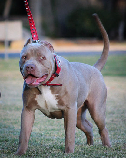 The ABKC Collar - Tampa Home & Garden Store