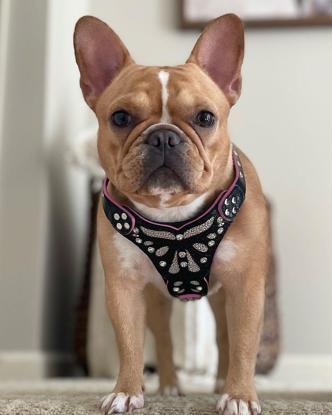The ''Ariel'' harness Small to Medium Size - Tampa Home & Garden Store