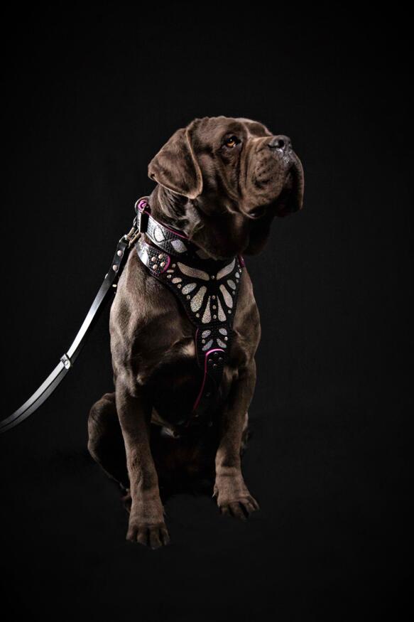 The ''Ariel'' harness - Tampa Home & Garden Store