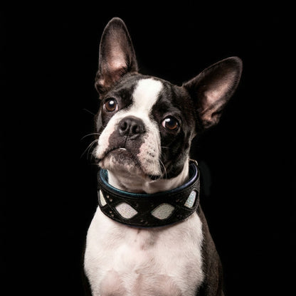 The Avatar Collar - Tampa Home & Garden Store